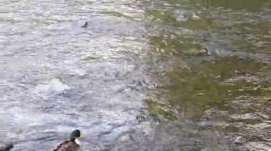 Sudaki ördekler, sonbahar zamanı