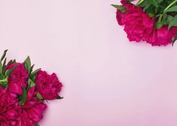 粉红色背景上的明亮的牡丹花 — 图库照片