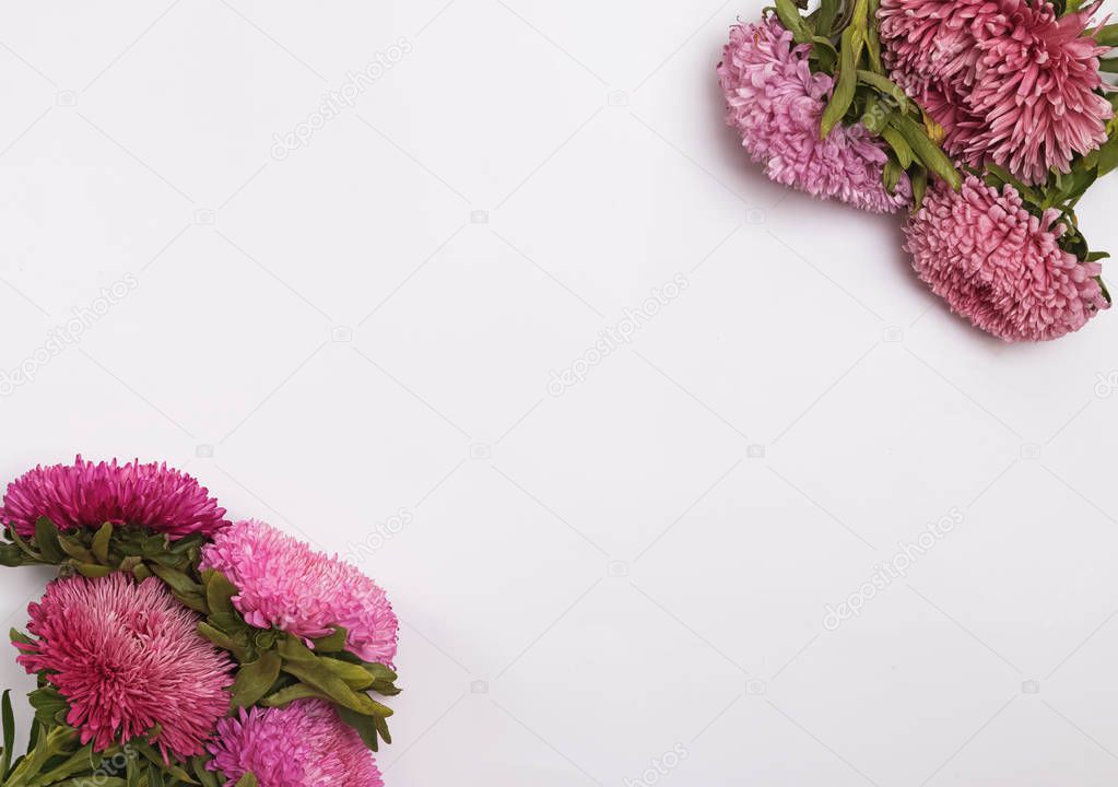 Autumn pink flowers onthe white background.