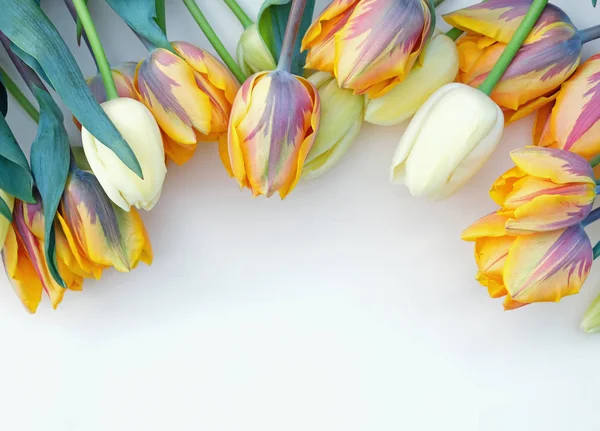 Schöne Tulpen von weißer und gelber Farbe auf weißem Hintergrund — Stockfoto