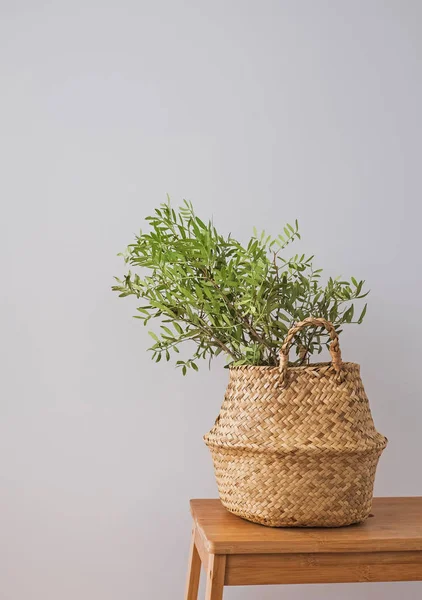 Planta verde em uma cesta decorativa no interior moderno — Fotografia de Stock