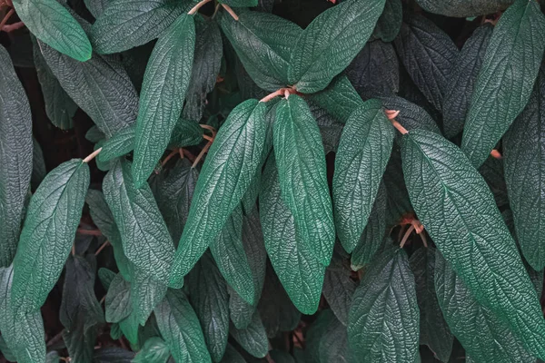 Πράσινα φύλλα γκρο πλαν τονισμένο σε σκοτεινό ύφος — Φωτογραφία Αρχείου