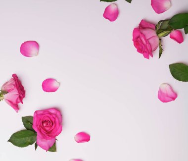 Güzel pembe gül ve yaprakları yaratıcı çerçeve