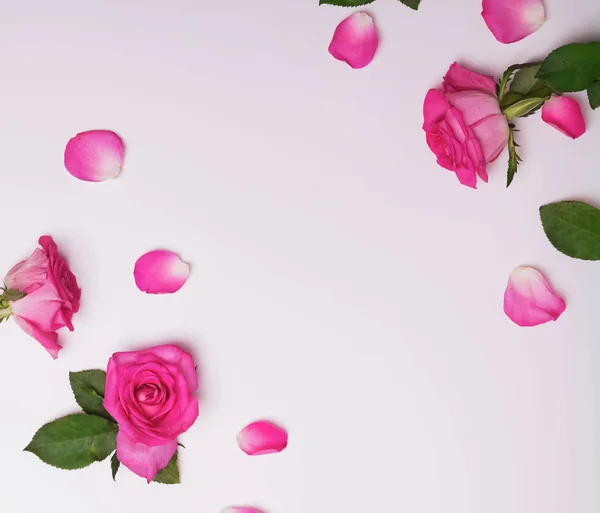 Творческая рамка с красивыми розовыми розами и лепестками — стоковое фото