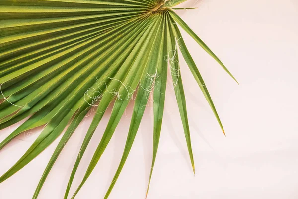 Green palm leaf close-up with copy space — Stock Photo, Image