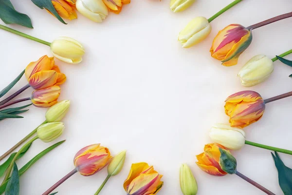 Свежие желтые тюльпаны на белом фоне — стоковое фото