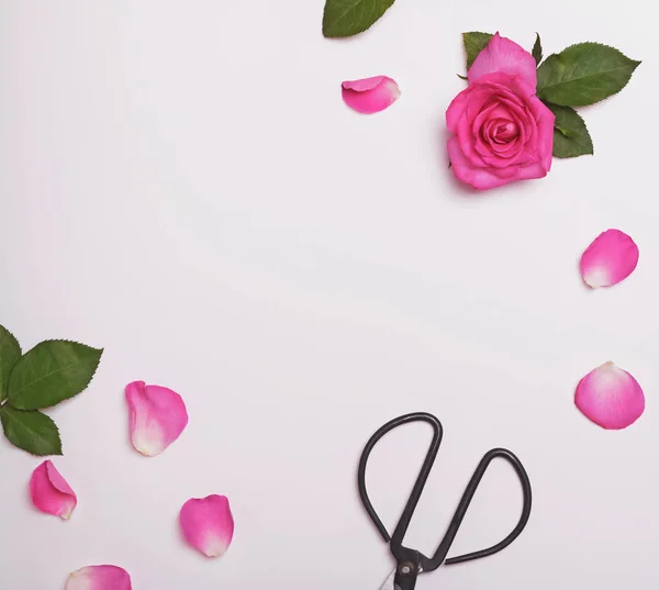Creative rám s krásné růžové růže — Stock fotografie
