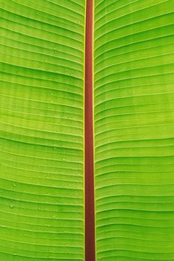 Tropic palmiye yaprak yeşil yakın çekim.