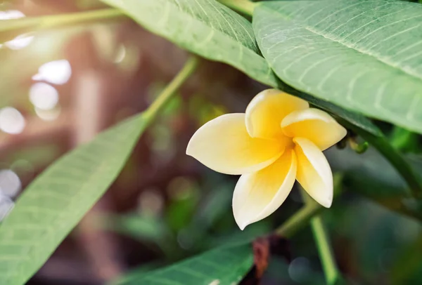 Bellissimo fiore tropicale sulla panchina primo piano — Foto Stock