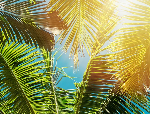 Листя тропічної долоні на блакитному небі, тонове фото . — стокове фото