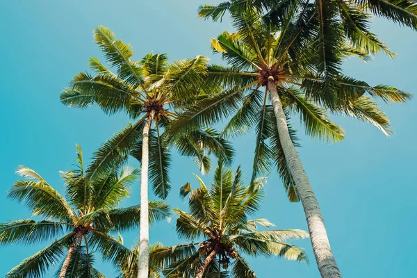 Palme tropicali sopra il cielo blu pulito in una giornata di sole, vista da terra — Foto Stock