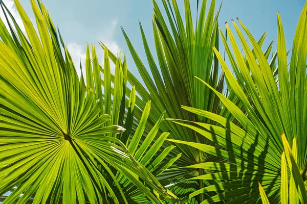 Tropic palma deixa oner o céu azul no dia ensolarado — Fotografia de Stock