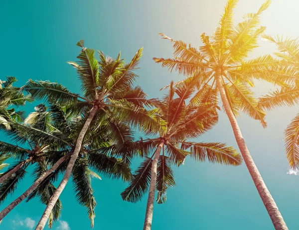 Palme tropicali sopra il cielo blu pulito in una giornata di sole, vista da terra — Foto Stock