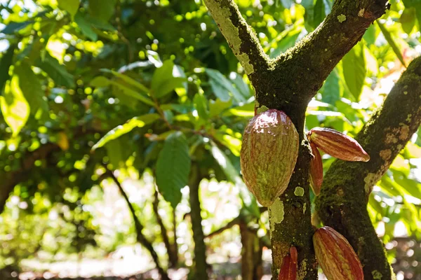 Vainas de cacao en el árbol en el día soleado —  Fotos de Stock