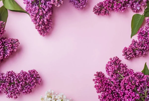 Snídaně z fialových květů na růžovém pozadí — Stock fotografie