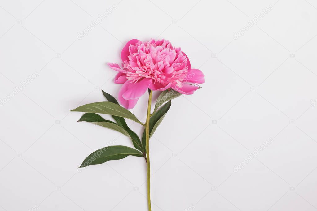 Beautiful peony flower isolated on white background