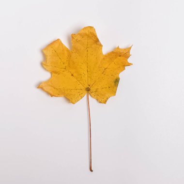 Beyaz arka planda izole edilmiş kuru sarı yaprak
