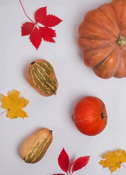 Composición creativa de otoño con calabazas y hojas amarillas —  Fotos de Stock