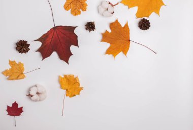 Sarı ve kırmızı yaprakları, çam kozalağı ve pamuk tomurcukları ile yaratıcı sonbahar kompozisyon