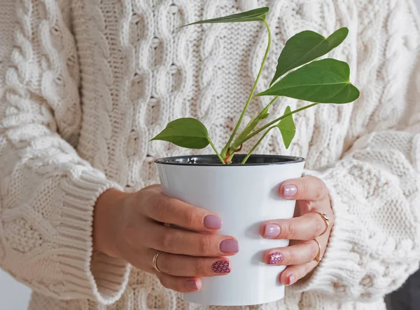 Mãos de mulheres que mantêm um pote com a fábrica verde — Fotografia de Stock