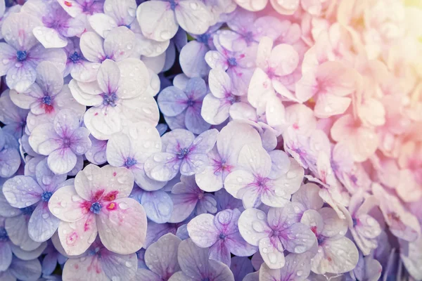 Háttér gyönyörű lila Hortenzia virágok — Stock Fotó