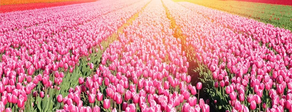 Banner with big field of pink tulips — Stock Photo, Image