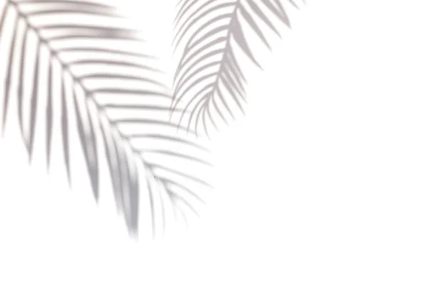 Tropic palm leaf shadow on the white wall. — Stock Photo, Image