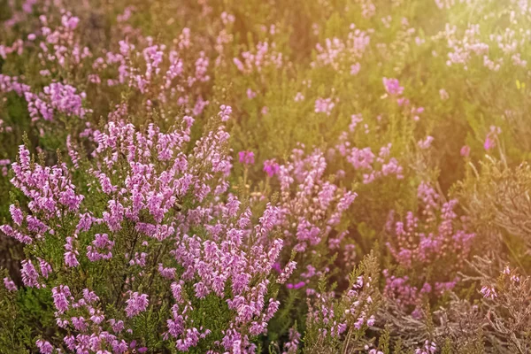 Güneşli günde çayırda güzel fundalık çiçekleri yakın çekim. — Stok fotoğraf
