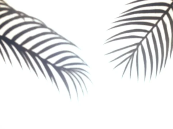 Tropic Palm Leafs skugga på den vita väggen. — Stockfoto