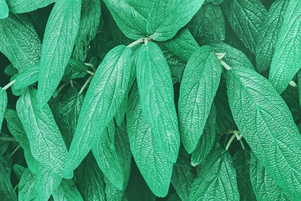 Background with plant leaves toned in mint or pastel green color. — Stock Photo, Image