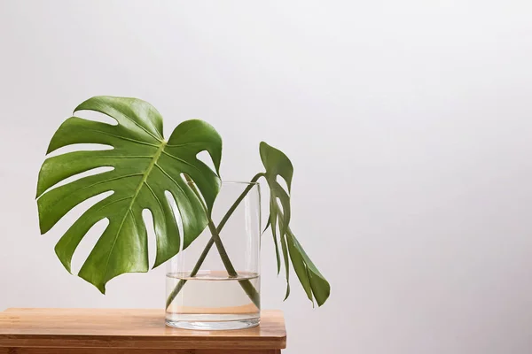 Duas folhas de planta minstera em um vaso de vidro no fundo da parede branca . — Fotografia de Stock