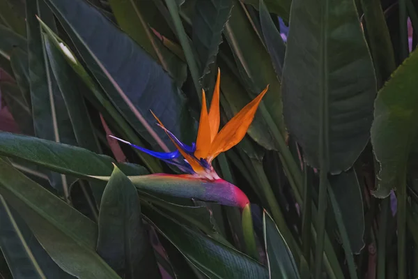 Tropische Blume namens Paradiesvogel aus nächster Nähe. — Stockfoto