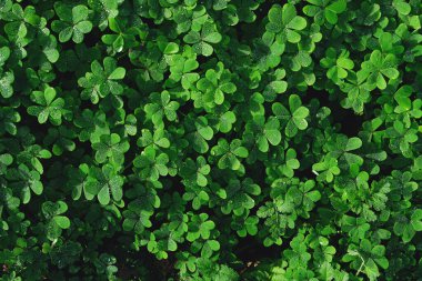 Yaprak yoncalarının su damlalarıyla yakınlaşması.