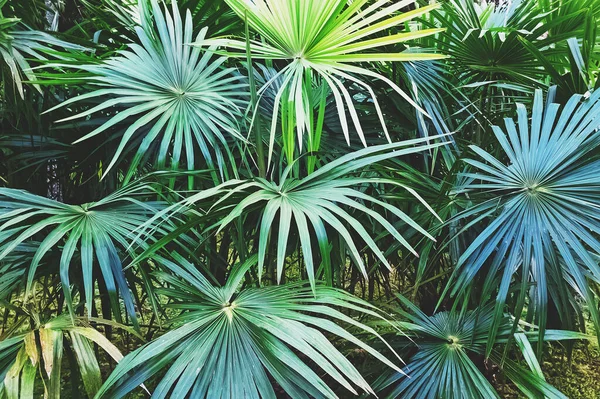 Verde trópico grande palma folhas close-up — Fotografia de Stock