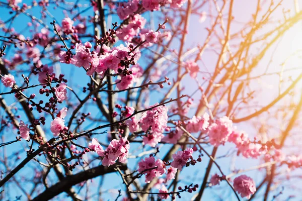 Zweige eines im Frühling blühenden Baumes mit rosa Blüten — Stockfoto