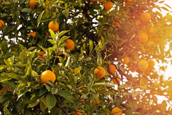 Almuerzo con naranjas maduras en el primer plano del árbol —  Fotos de Stock