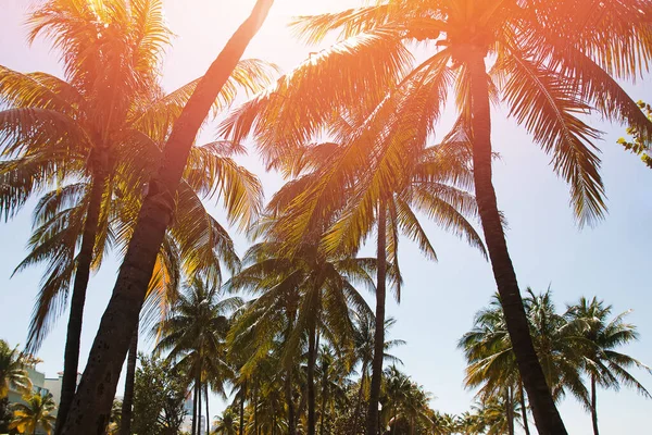 Palmen an der tropischen Küste, Vintage getönt und stilisiert — Stockfoto