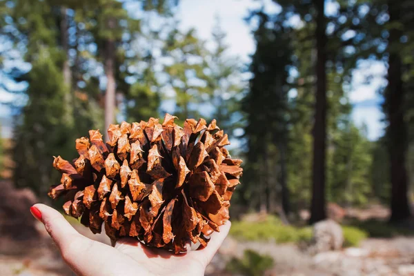 Feminine hand holding a big fir cone