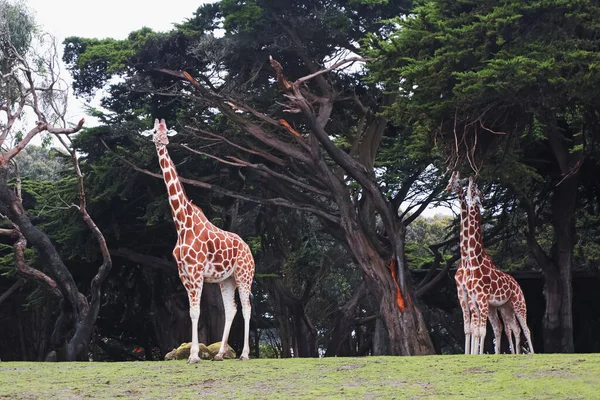 Hayvanat bahçesindeki zürafalar — Stok fotoğraf
