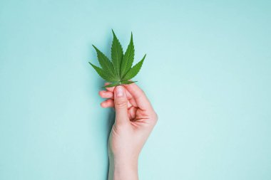 Beyaz Arkaplan Tarafından İzole Edilmiş Tek El Tutma Marihuana Yaprağı