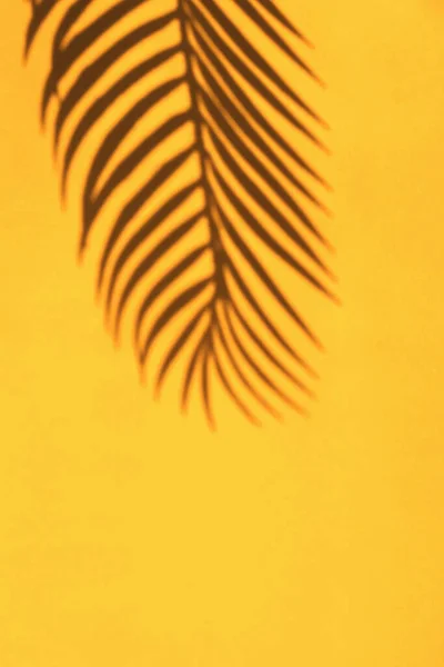 Sombra de folha de palma tropical no fundo da parede amarelo brilhante. — Fotografia de Stock