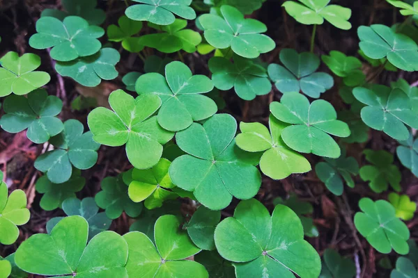 森の中の緑のクローバーの葉クローズアップ — ストック写真