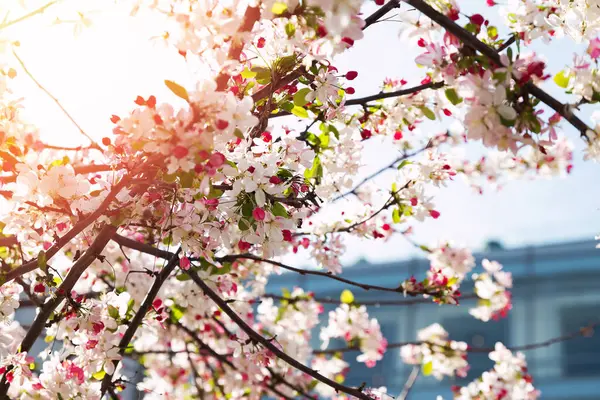 Nahaufnahme von rosa Kirschbaum in Blüte — Stockfoto