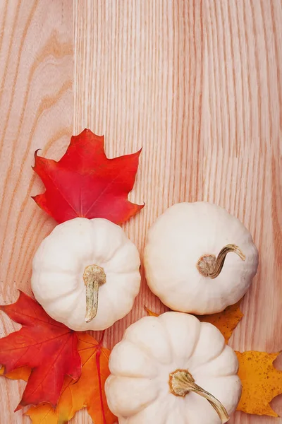 Pequeñas calabazas blancas y hojas de otoño —  Fotos de Stock