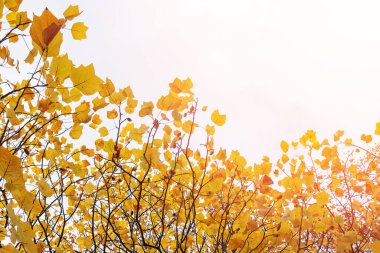 Güzel ve parlak sonbahar ağaçları