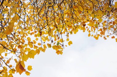 Güzel ve parlak sonbahar ağaçları