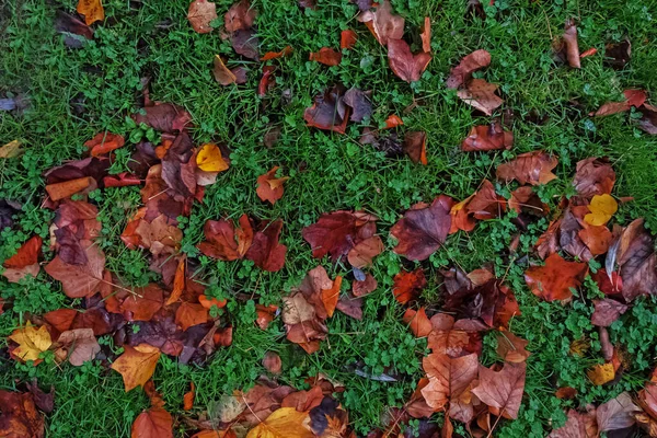 Φύλλα φθινοπώρου σε πράσινο γρασίδι, — Φωτογραφία Αρχείου