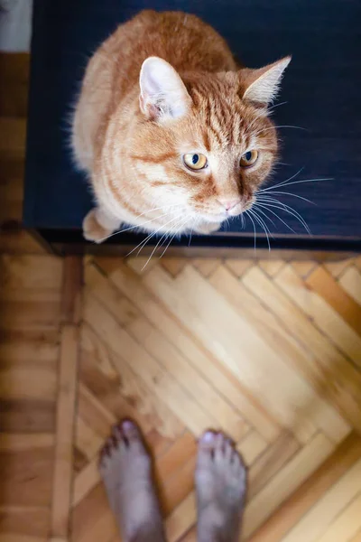 Вид под высоким углом на забавного рыжего кота — стоковое фото