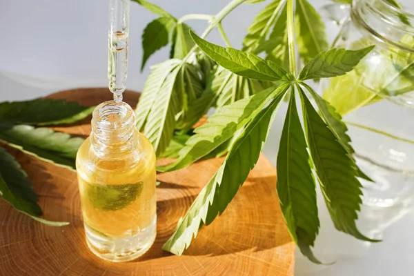 Botella con aceite de cannabis CBD y hojas de hemps en primer plano . — Foto de Stock