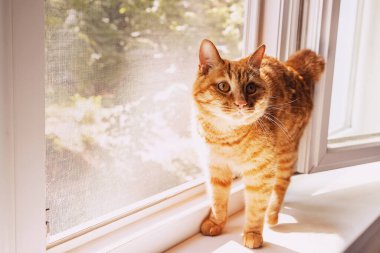 Funny cute ginger cat on the windowsill clipart